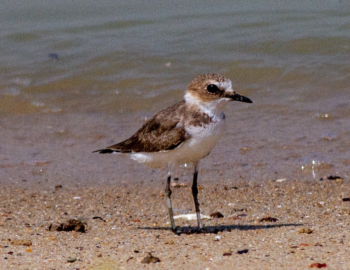 Kentish Plover - ML268976761