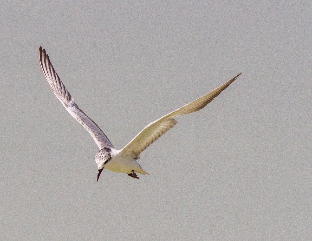White-winged Tern - Deborah Barnes