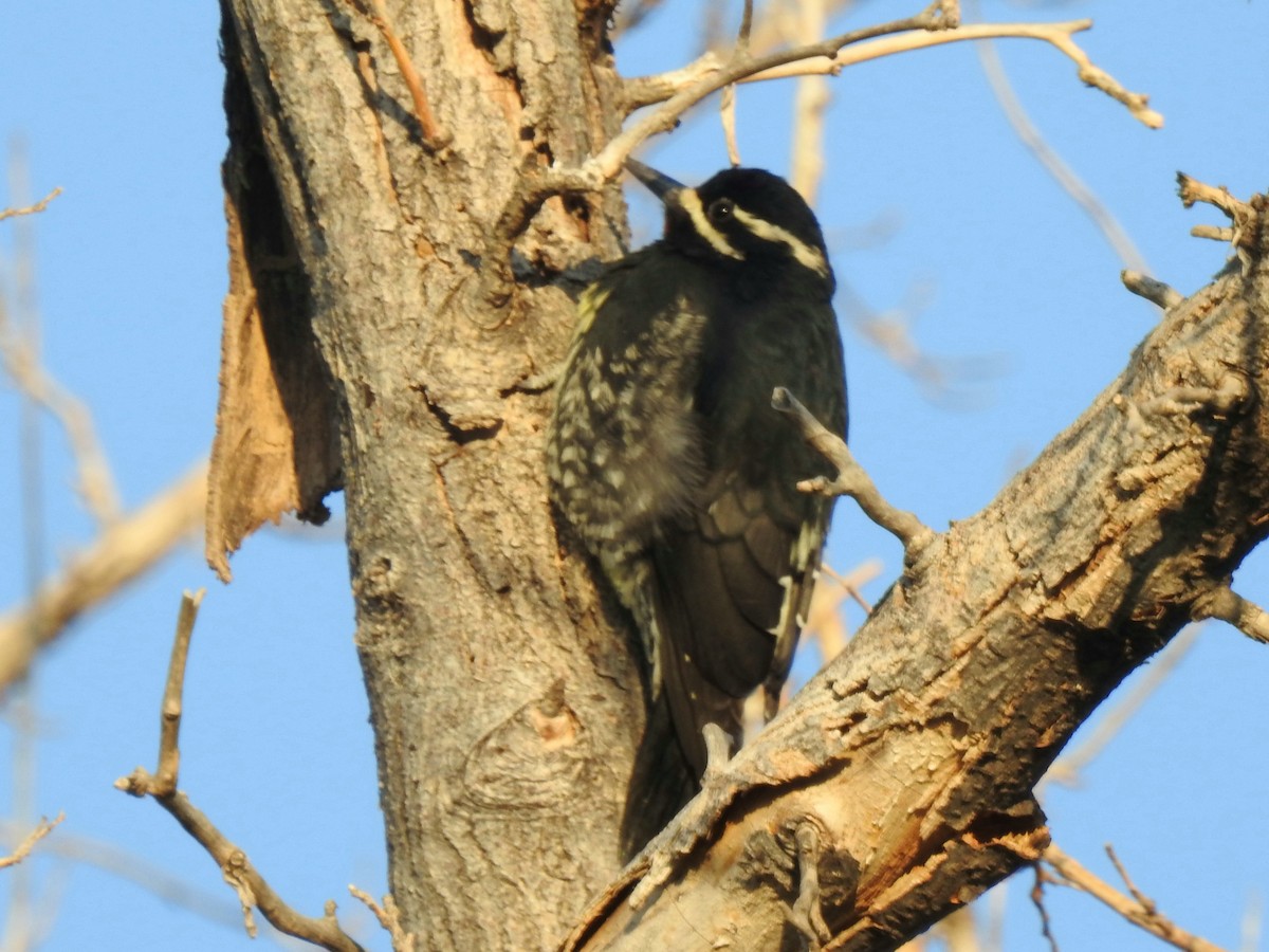 Williamson's Sapsucker - Joel Gilb