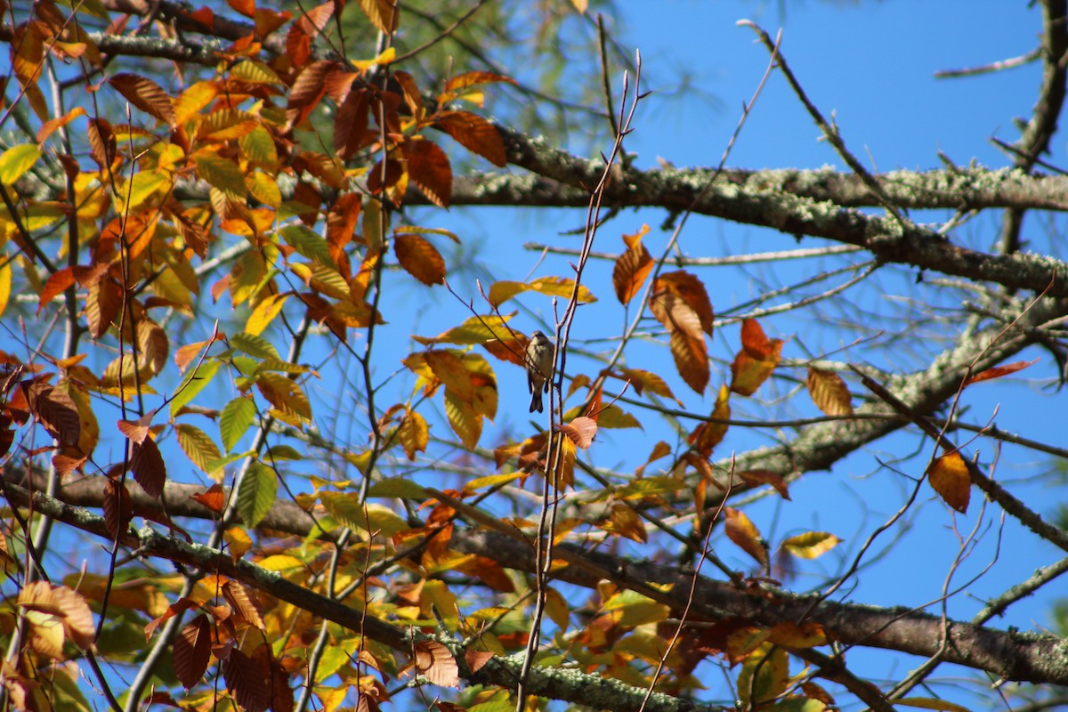 Yellow-rumped Warbler - ML268980381