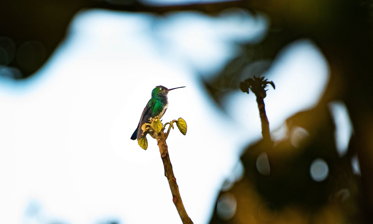 Glittering-throated Emerald - ML268981371