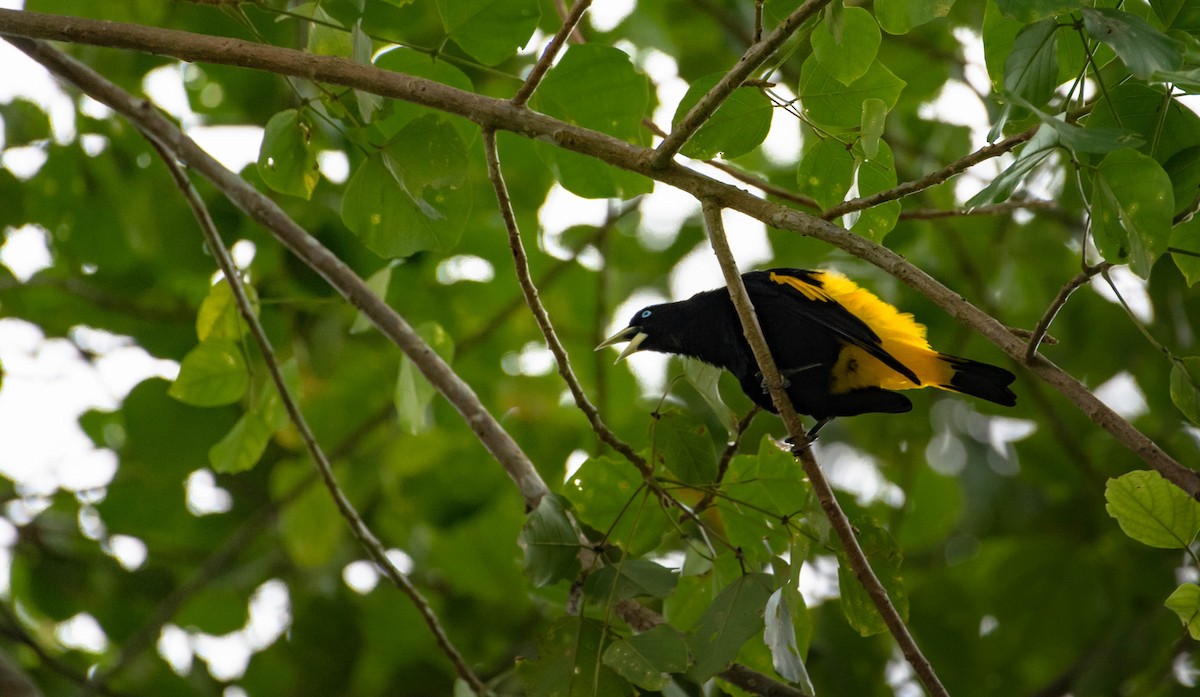 Yellow-rumped Cacique - ML268981441