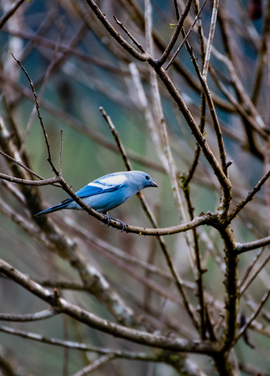 Blue-gray Tanager - ML268981581