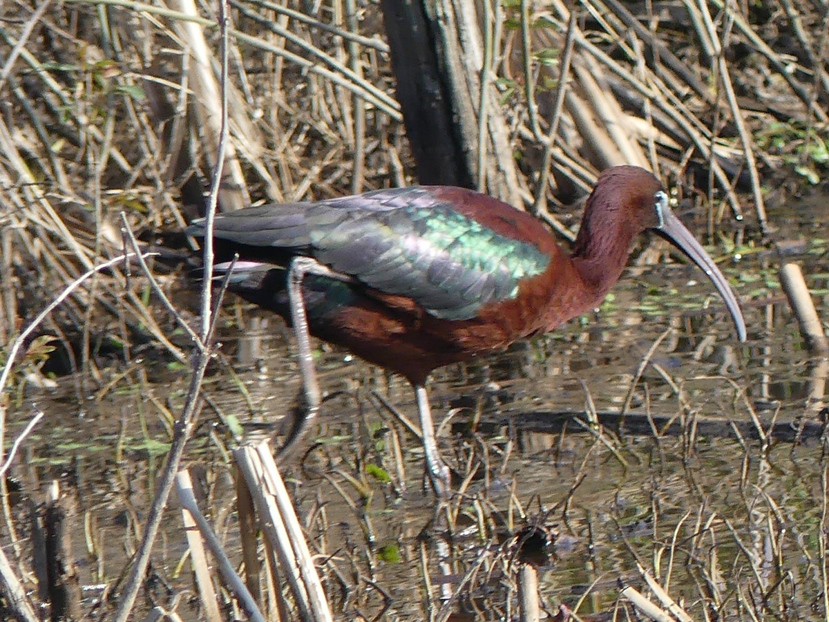 ibis hnědý - ML26898291