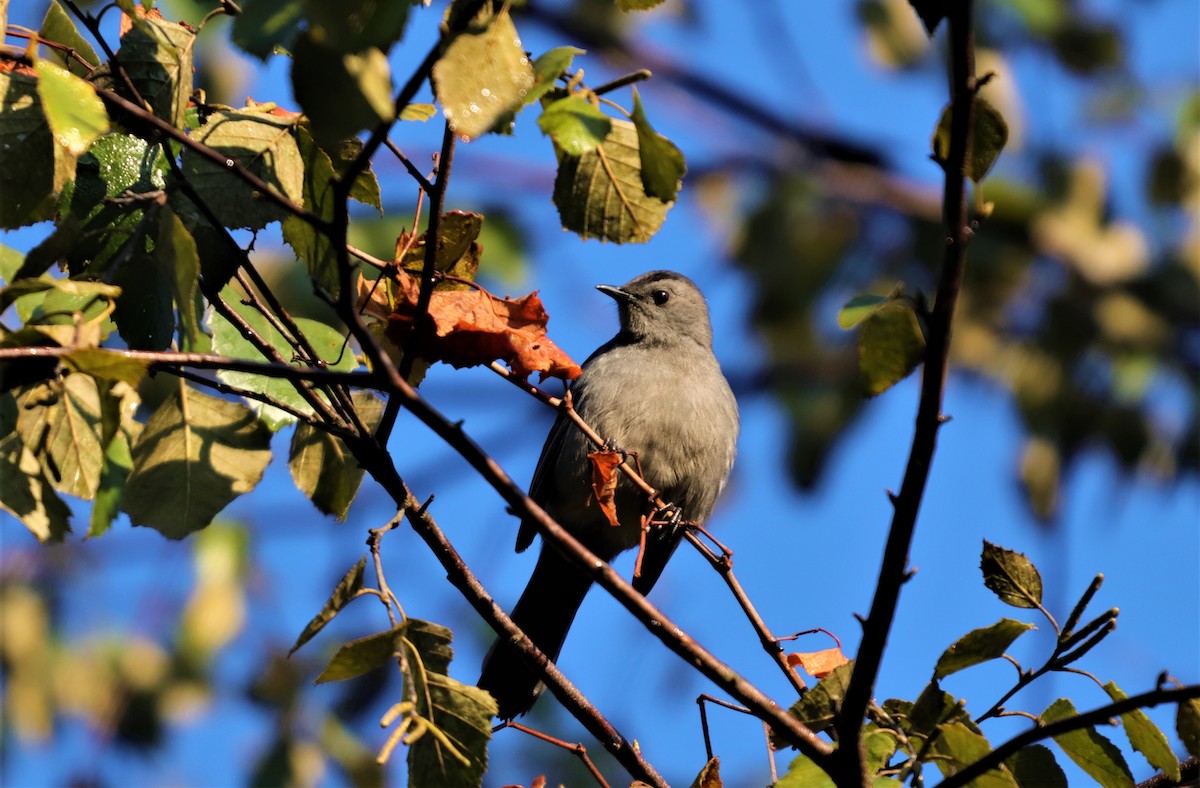 Gray Catbird - ML268983691