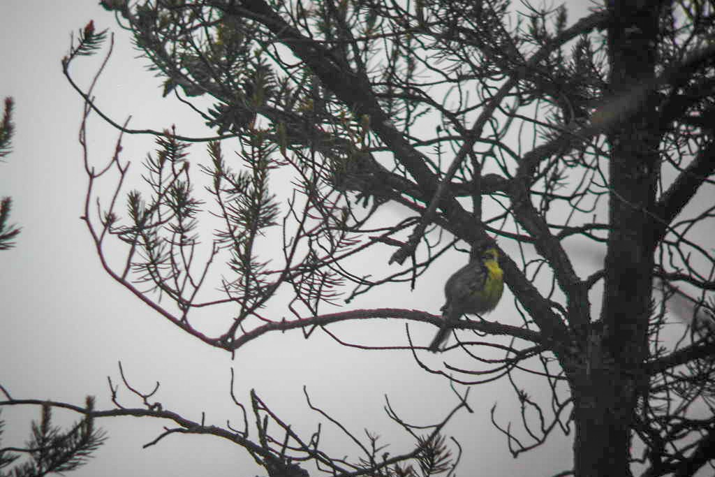 Kirtland's Warbler - ML268983831