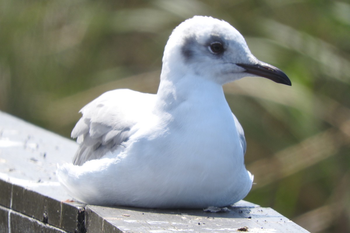 Mouette de Hartlaub - ML268985201