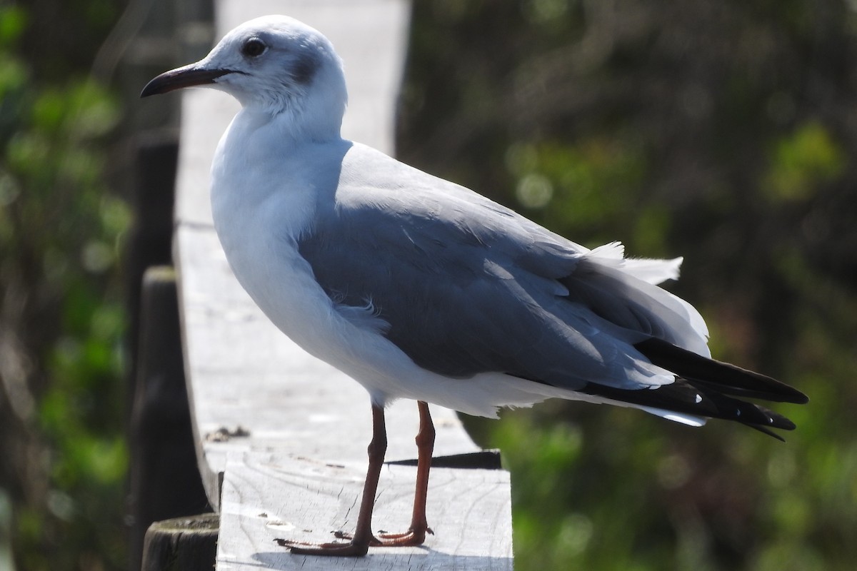 Hartlaub's Gull - ML268985371