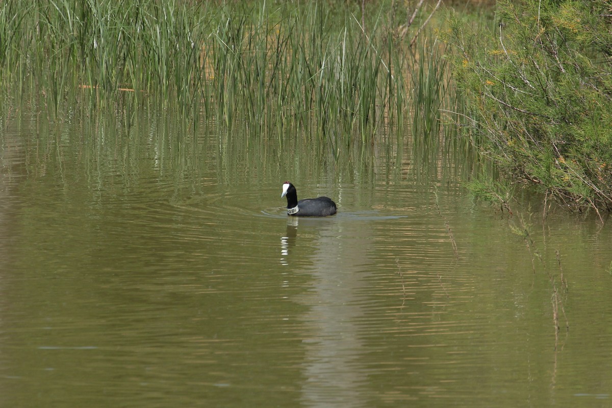 Red-knobbed Coot - ML268985571