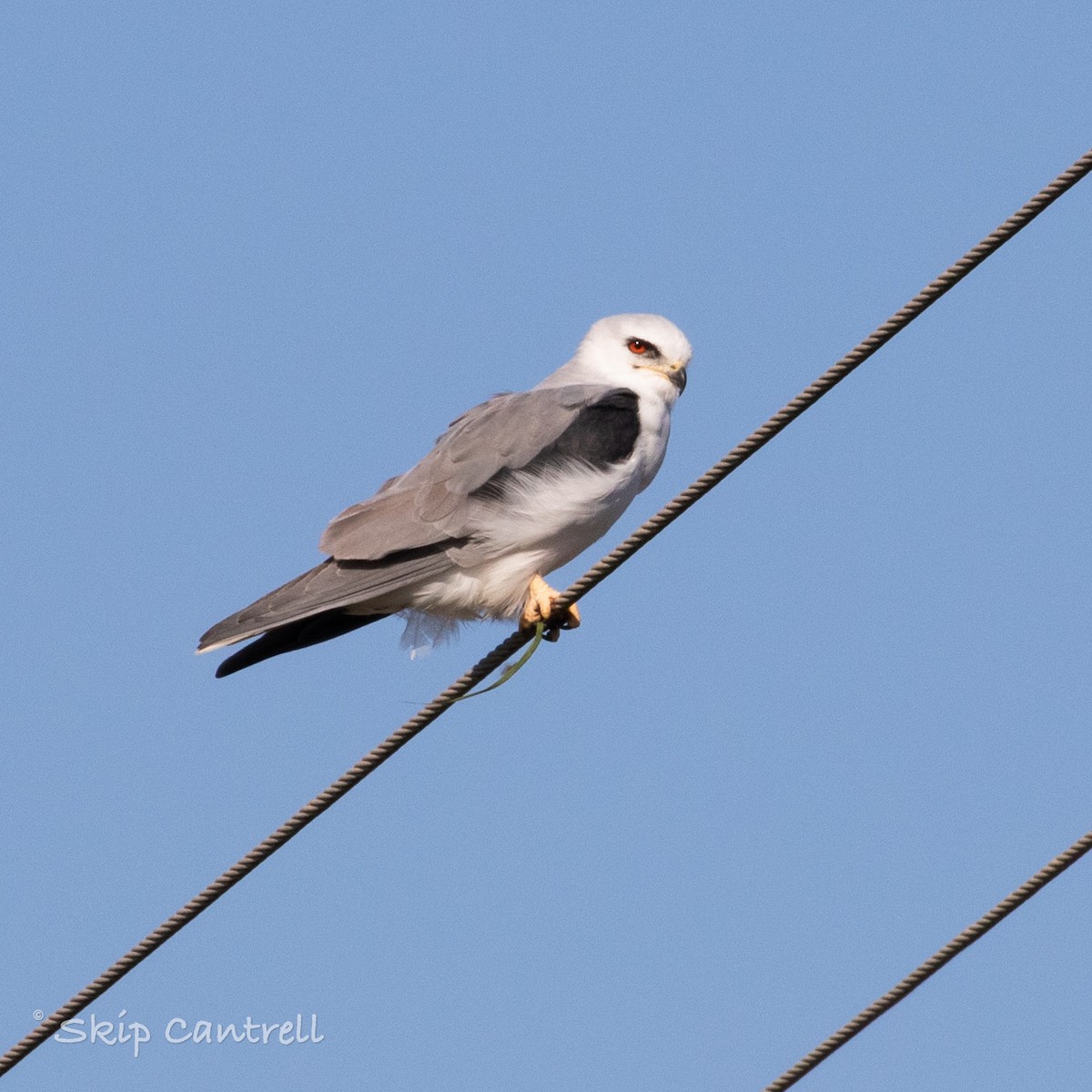 White-tailed Kite - ML268985591