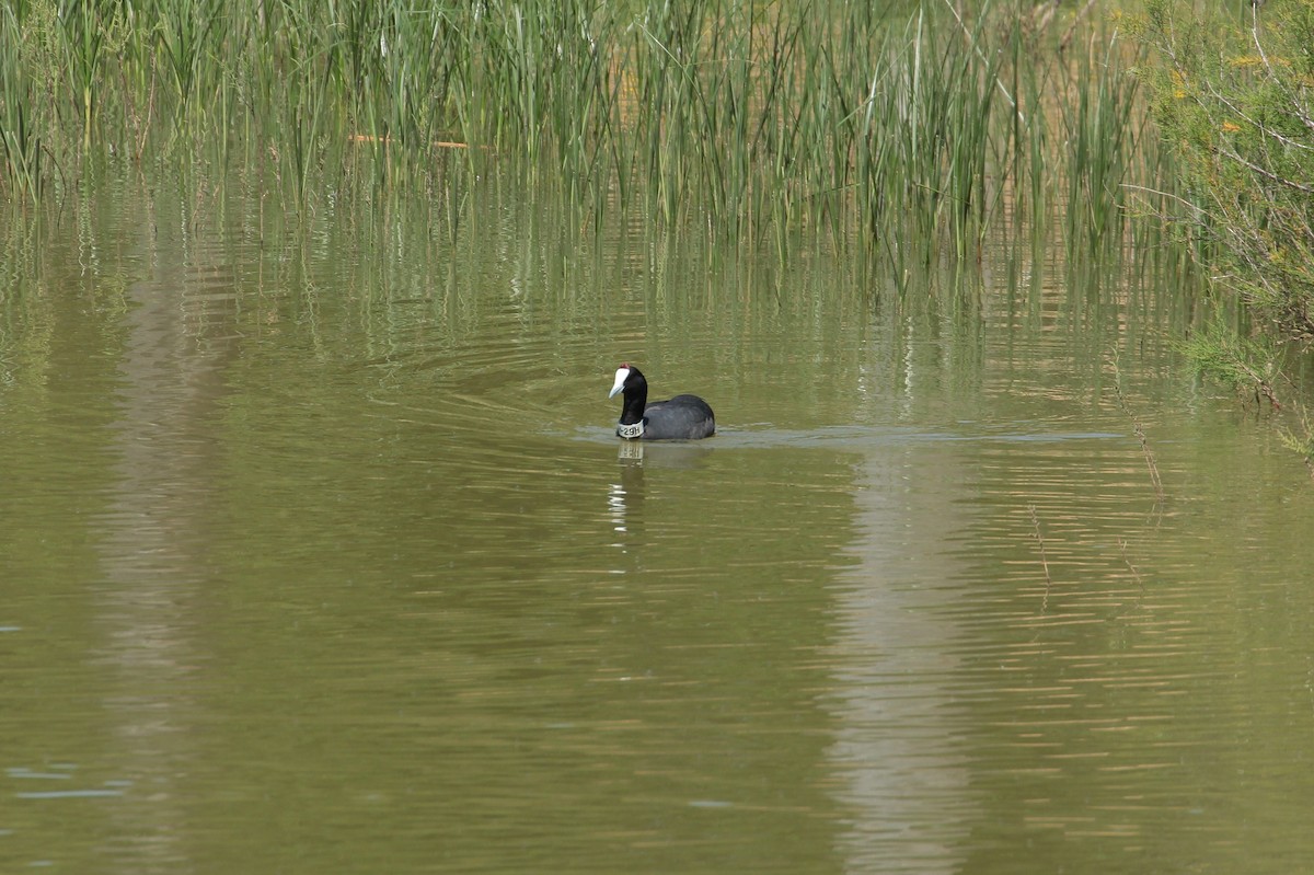 Red-knobbed Coot - ML268985621