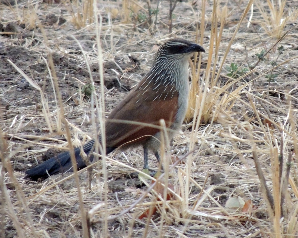 Coucal à sourcils blancs - ML268986251