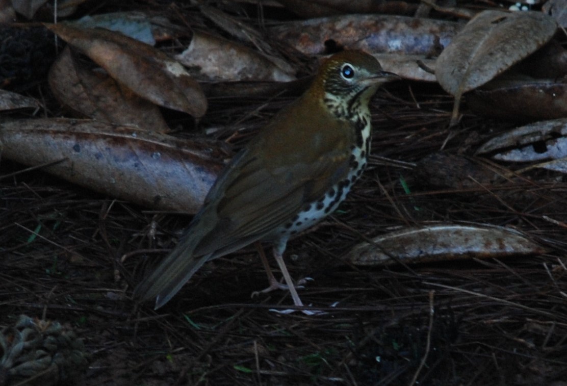 Wood Thrush - ML268986961