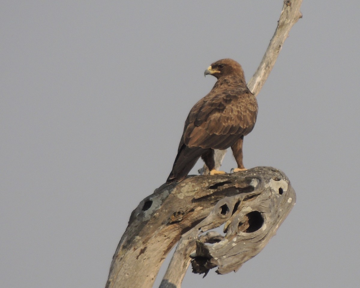 Tawny Eagle - Sam Shaw