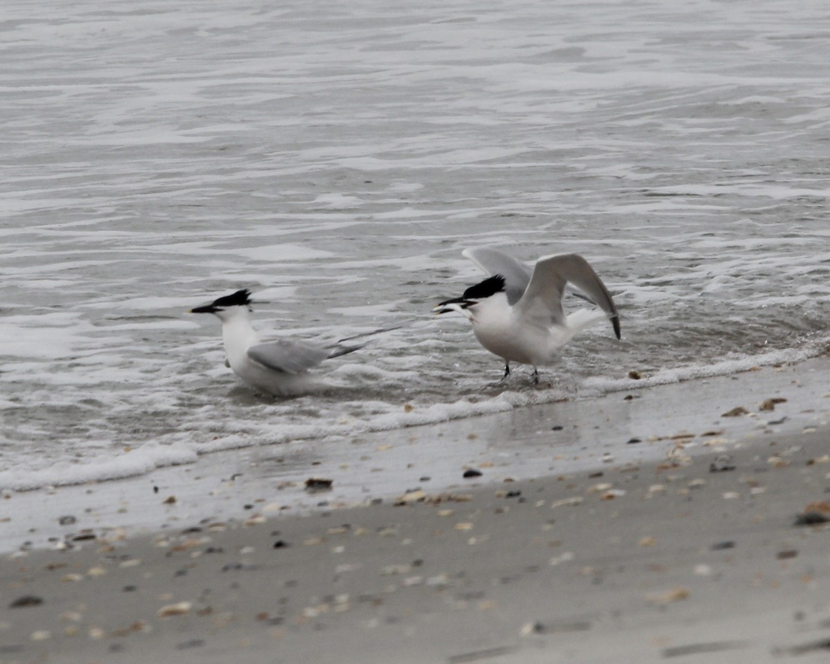 Sandwich Tern (Cabot's) - Daniel S.