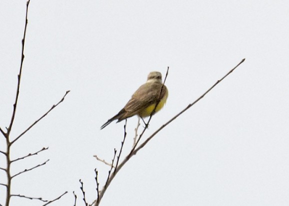 Western Kingbird - ML268990101