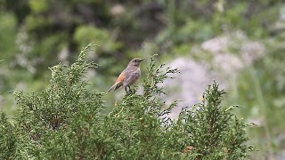 Rufous-backed Redstart - ML268990171