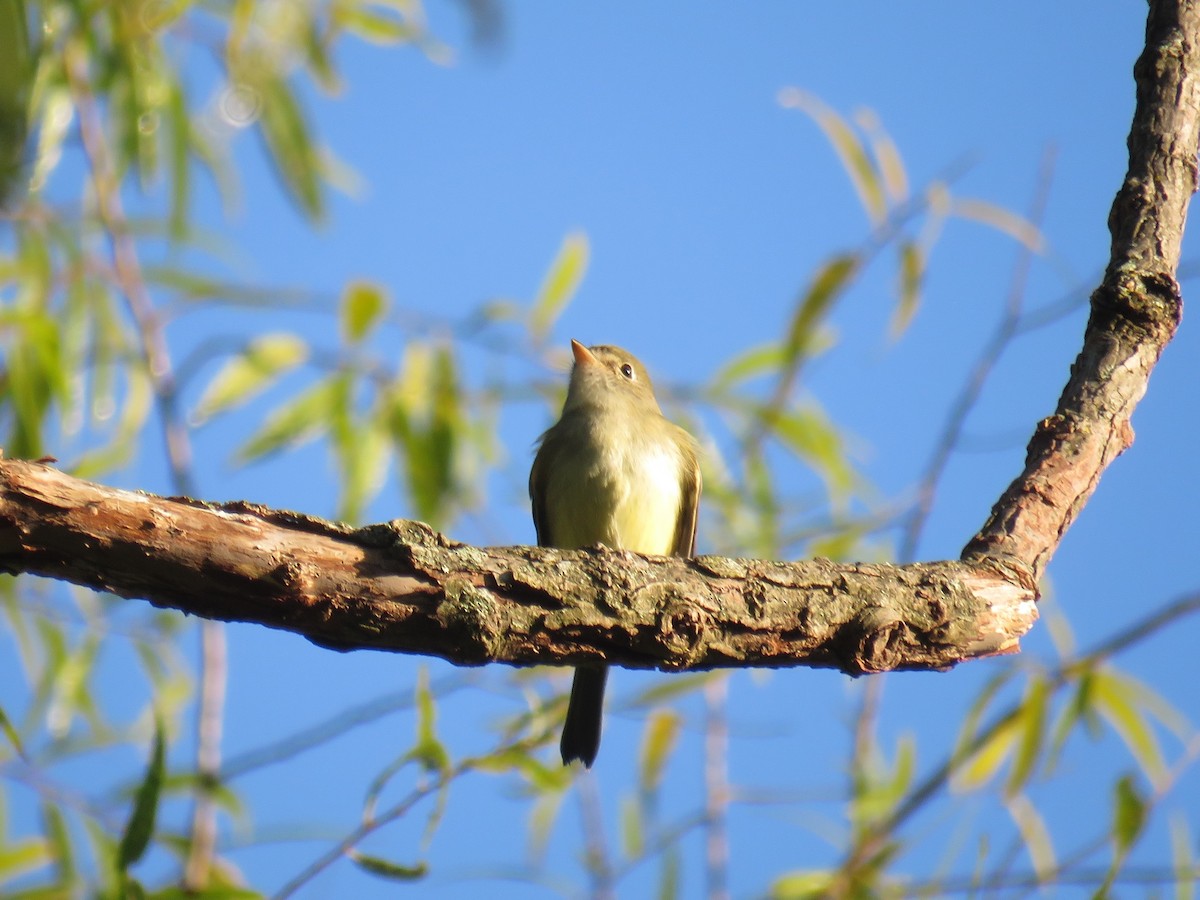 Least Flycatcher - ML268990491