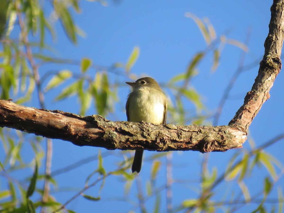 Least Flycatcher - ML268990501