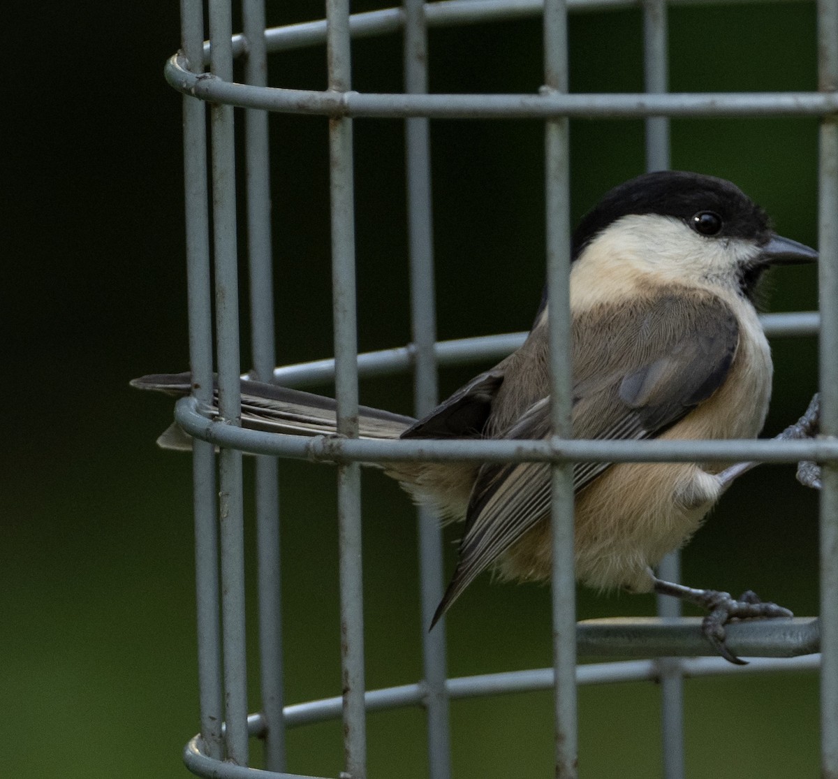 Willow Tit - John Tebbet