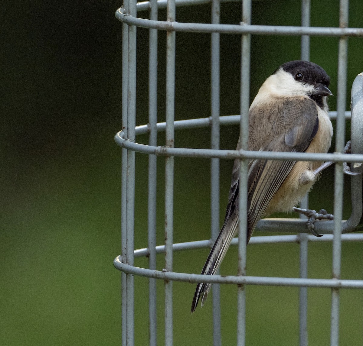 Willow Tit - John Tebbet