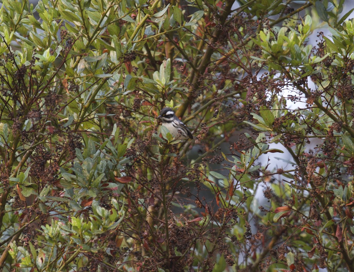 Black-throated Gray Warbler - ML268990841