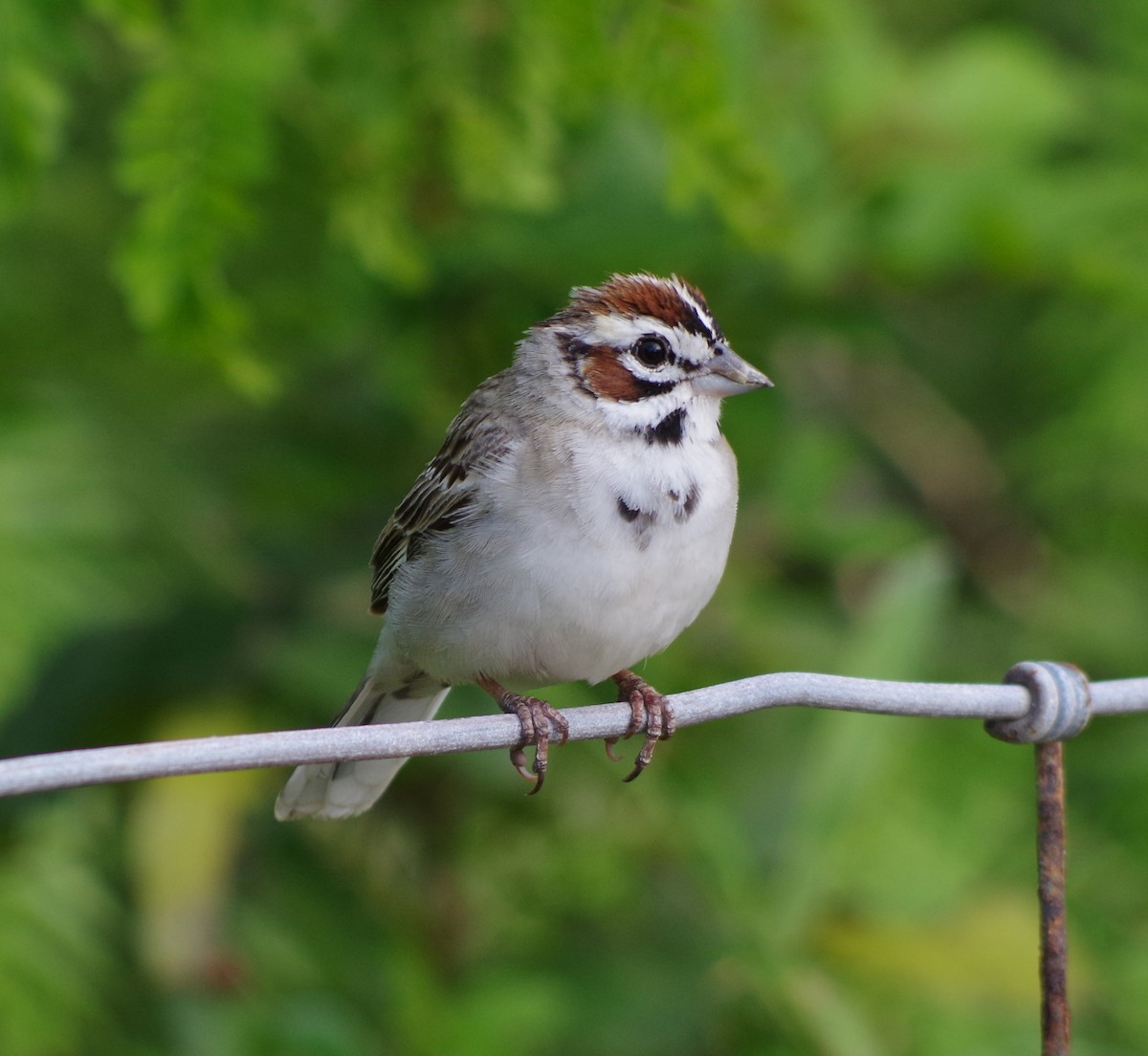 Lark Sparrow - Simon Kiacz