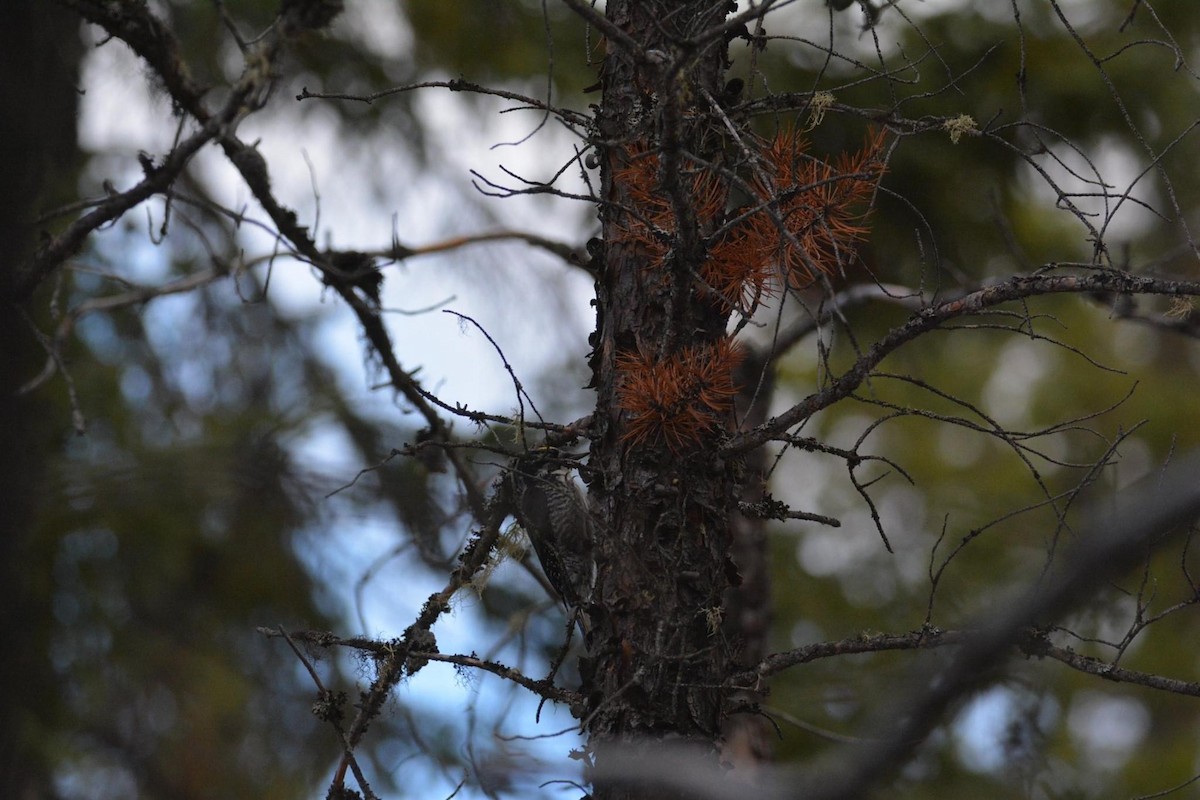 American Three-toed Woodpecker - ML268993951