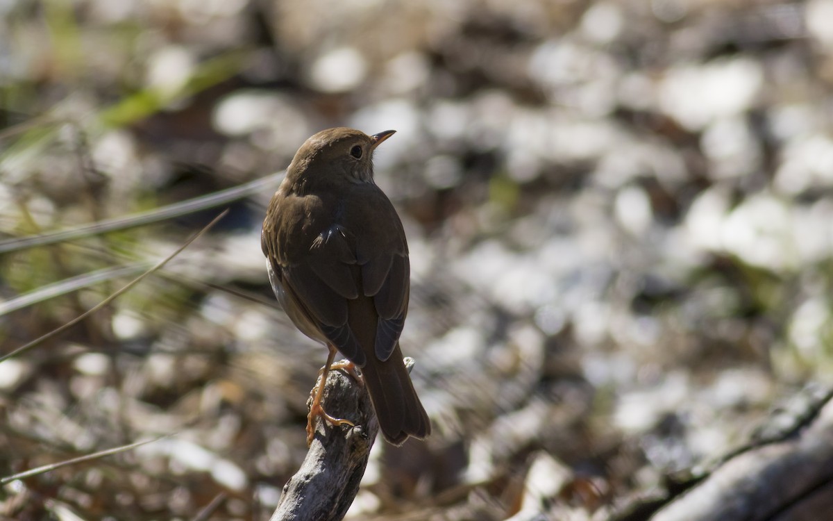 Hermit Thrush - Chris Thomas