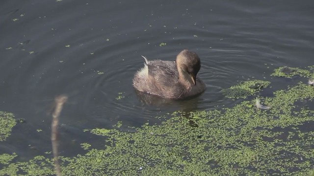 カイツブリ（ruficollis グループ） - ML268994431