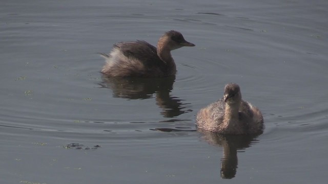 カイツブリ（ruficollis グループ） - ML268995601