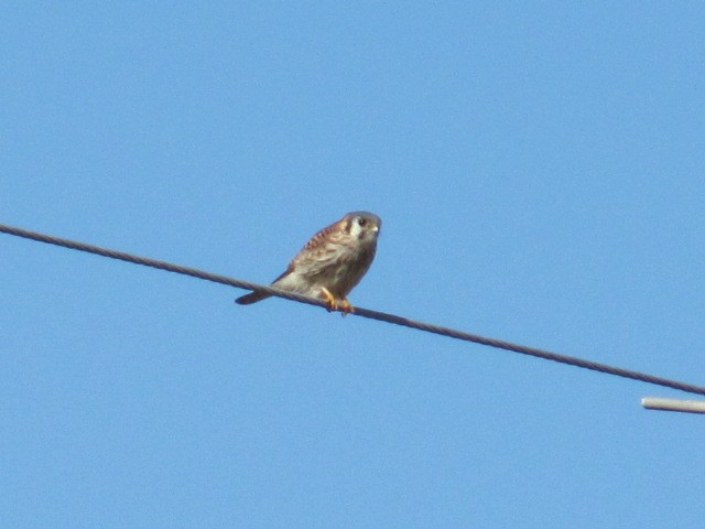American Kestrel - ML268996241