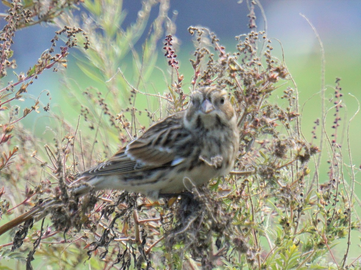 Lapland Longspur - ML268996521