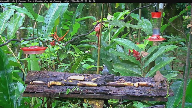 Hooded Warbler - ML268997351