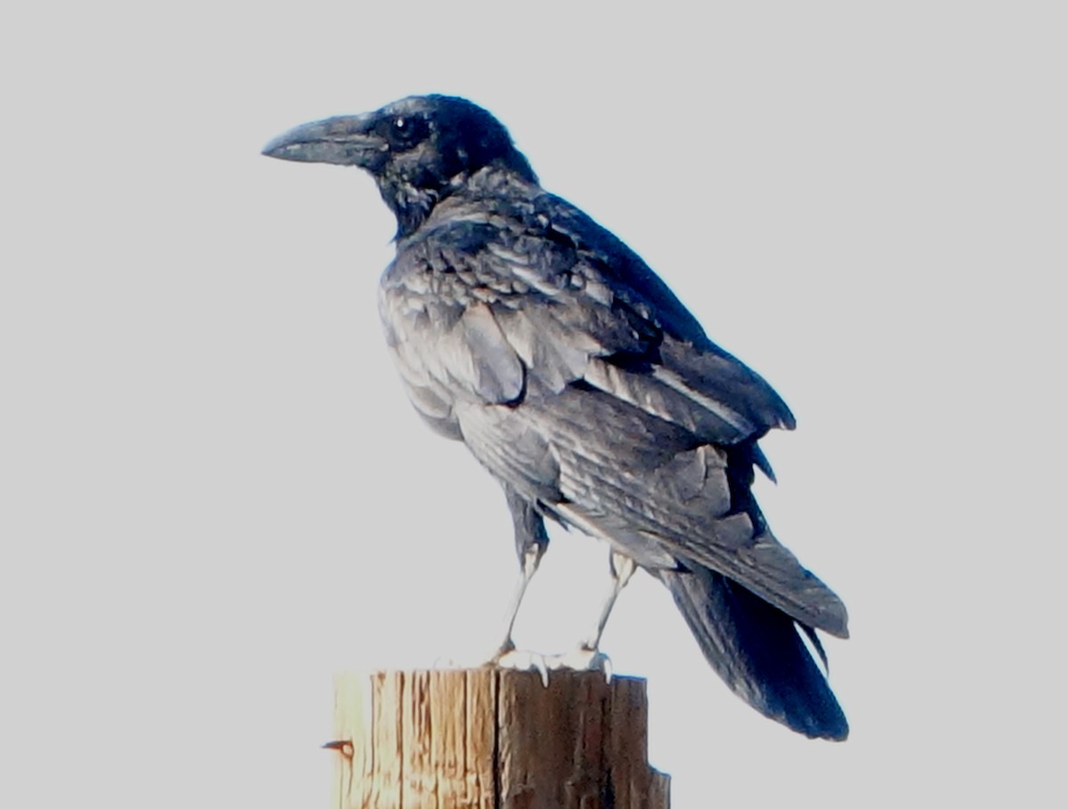 Common Raven - ML268998391