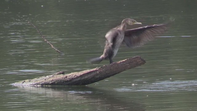 Great Cormorant - ML268998511