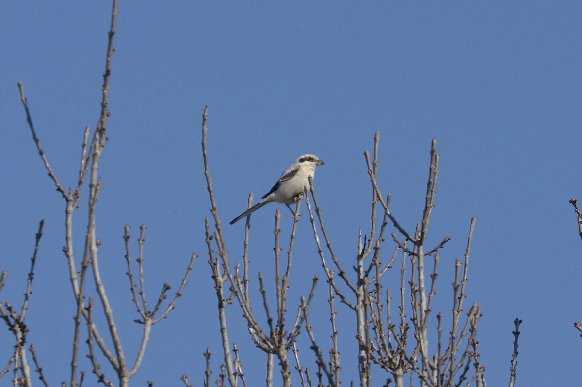 Great Gray Shrike (Steppe) - ML268998951