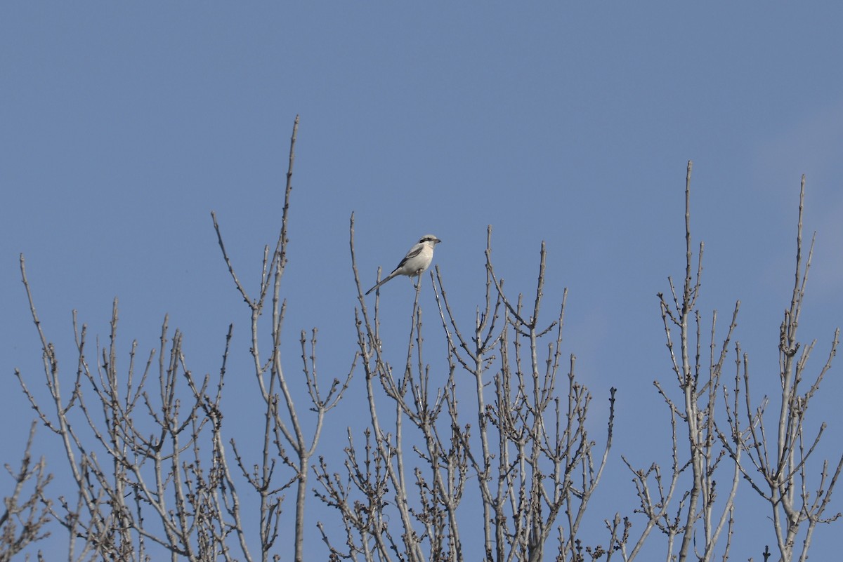 Great Gray Shrike (Steppe) - ML268999031