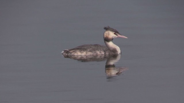 Great Crested Grebe - ML269001891