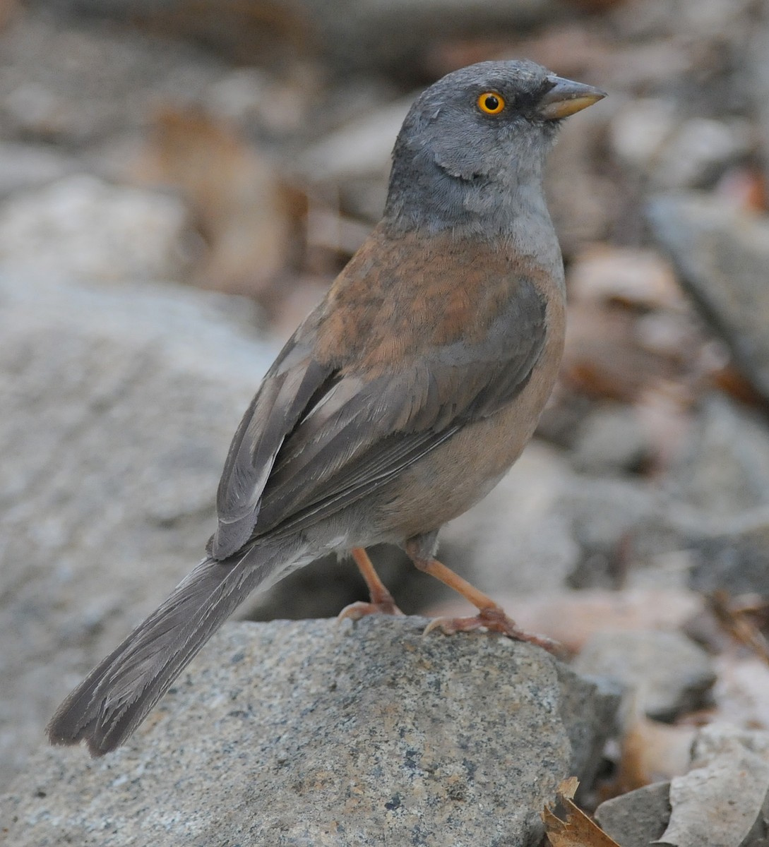 Baird's Junco - ML269003421