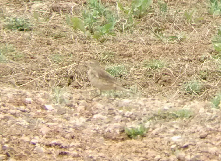 American Pipit - ML26900411