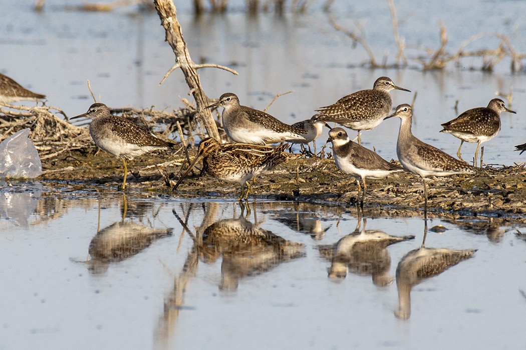 Common Snipe - ML269004611