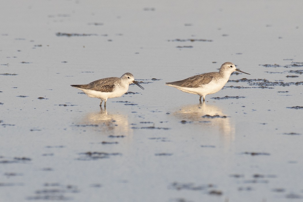 Marsh Sandpiper - ML269004951