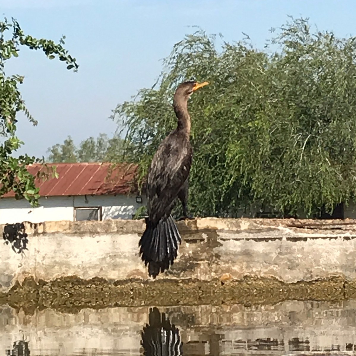 Neotropic Cormorant - ML269009261