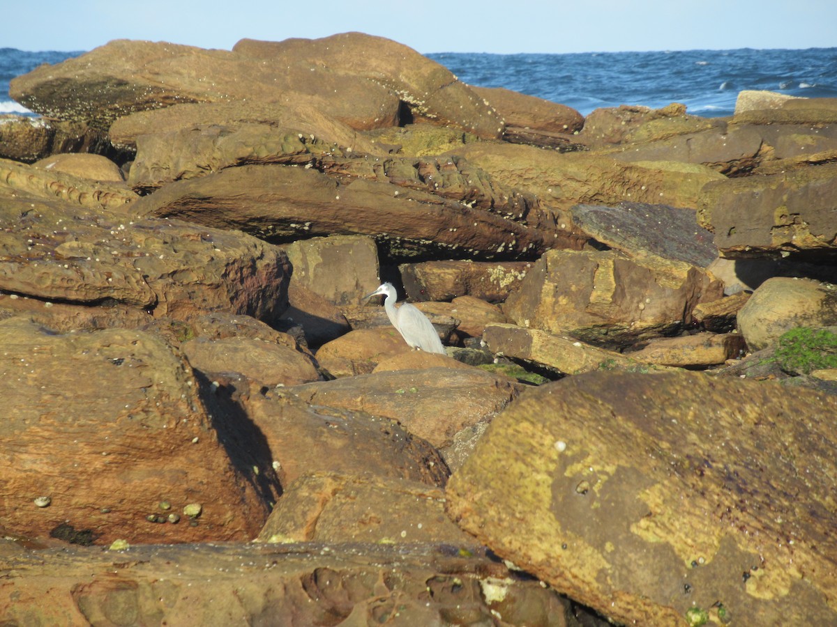 White-faced Heron - ML269012101