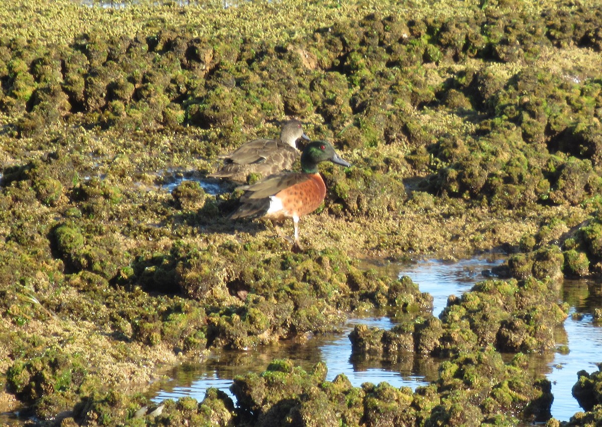 Chestnut Teal - William DePiero