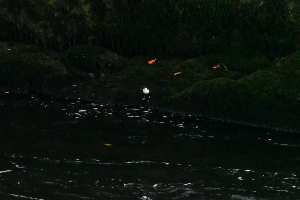 White-throated Dipper - ML269013241