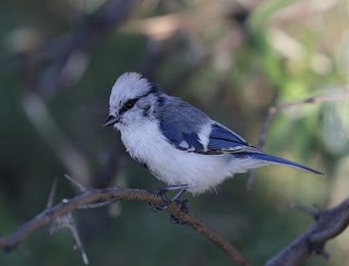 Azure Tit - Steve James