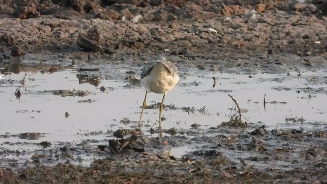 Common Greenshank - ML269016991