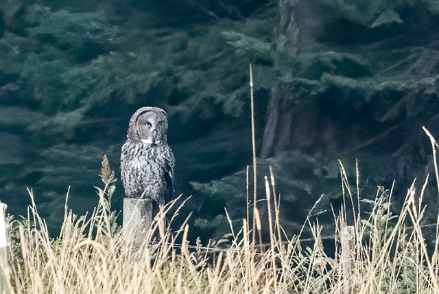 Great Gray Owl - ML269017021